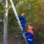 Mit Hilfe von Leitern müssen Katzen aus Bäumen gerettet werden