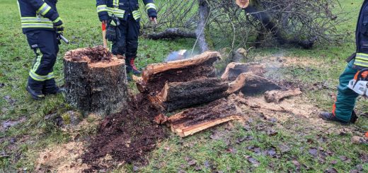 Ein Unbekannter hat das ausgehöhlte Innere eines Baums in Brand gesteckt. Der Baum musste infolgedessen gefällt werden.